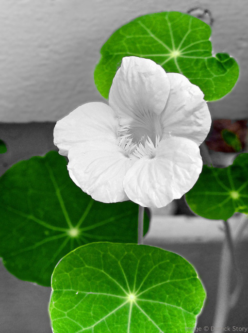 Unexpected Nasturtium